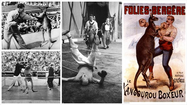 当時大流行したカンガルーと人間の異種ボクシング試合！　歴史的写真と映像！！