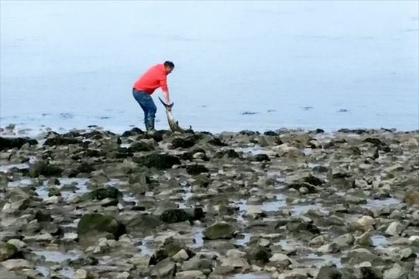 魚を追いかけて川まで来た！？　イギリスの川で、カジキマグロが発見される！