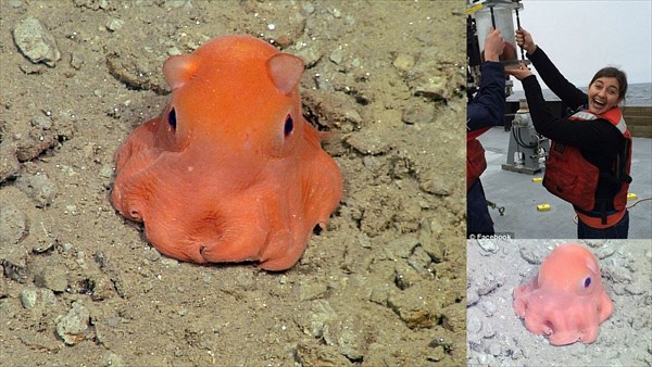水深450メートルの深海から、新種のタコ(メンダコの一種)が捕獲される！