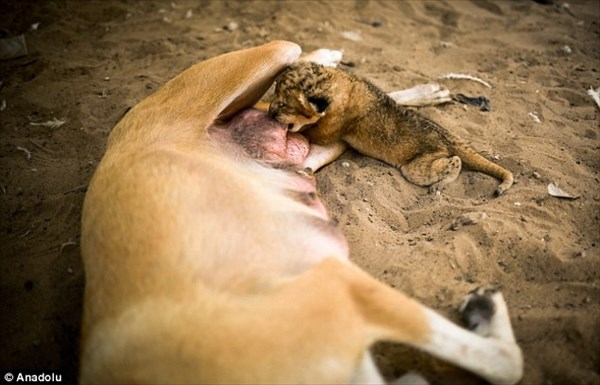 母ライオンに育児放棄された赤ちゃん　代理母の犬のお母さんが育児を引き継ぐ