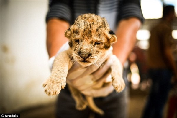 母ライオンに育児放棄された赤ちゃん　代理母の犬のお母さんが育児を引き継ぐ