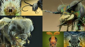 もはや地球外生物！　スーパーマクロ撮影による虫たちの肖像画　写真16枚！