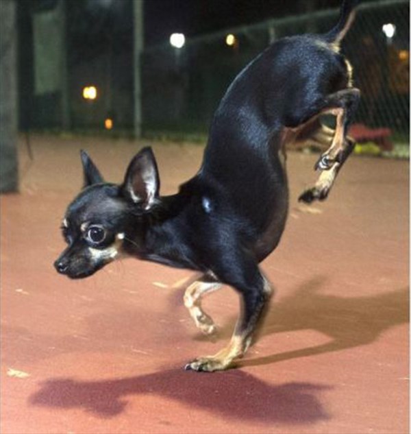 「逆立ち5m走」雑種犬のKonjoが、ポメラニアンJiffの最速記録更新！