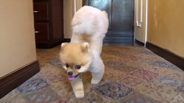 「逆立ち5m走」雑種犬のKonjoが、ポメラニアンJiffの最速記録更新！