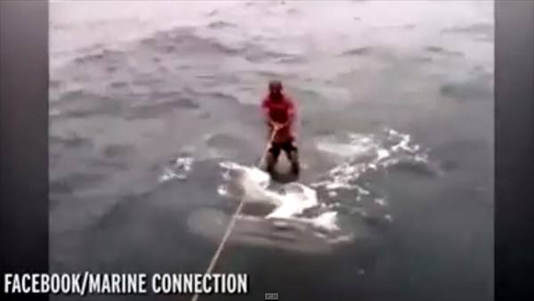 ジンベエザメに乗って水上スキーをする男性！　動物専門家らは避難！！
