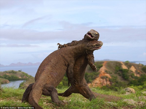 恐竜同士の戦いにしか見えない！　2匹のコモドオオトカゲの戦い！！