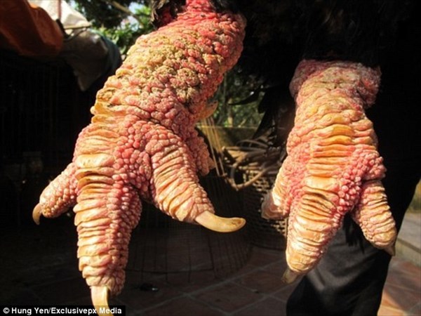 ペアで30万円！ベトナムの巨大な足を持つ希少品種のニワトリ「ドン・タオ鶏」