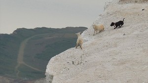 イギリスの公園で、凶暴な犬が、羊を崖から突き落とす事件が発生！！