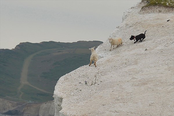 イギリスの公園で、凶暴な犬が、羊を崖から突き落とす事件が発生！！
