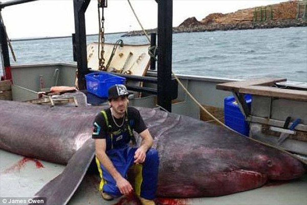 オーストラリアでトロール漁船が、偶然6.3メートルのウバザメを捕獲！
