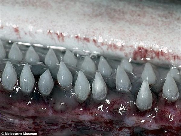 オーストラリアでトロール漁船が、偶然6.3メートルのウバザメを捕獲！
