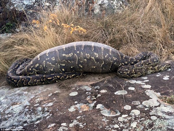 4mの巨大なニシキヘビ、ヤマアラシを丸飲みにするもトゲが胃に刺さって死亡