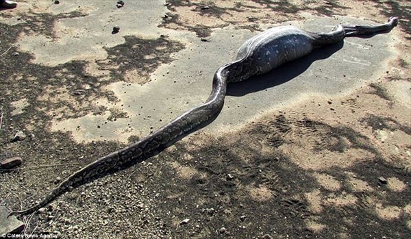 4mの巨大なニシキヘビ、ヤマアラシを丸飲みにするもトゲが胃に刺さって死亡