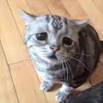 世界一悲しそうな猫！？　悲しそうな顔を持つ子猫のルフちゃん！！