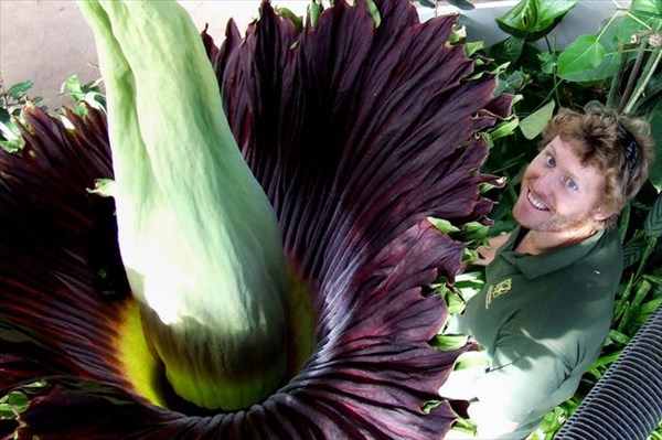 死体の臭いがする！　イギリスで世界最大の花ショクダイオオコンニャク開花！！