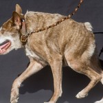 2015年「世界一醜い犬コンテスト」が今年も開催！　優勝は雑種犬のカジモド