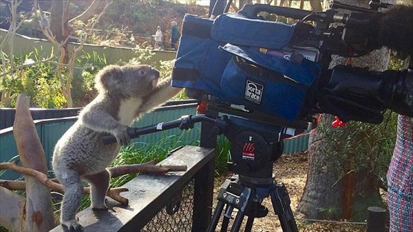 えッ！？　カメラ使えんの？　テレビカメラに興味津々な好奇心旺盛コアラの動画