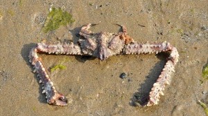 中国の浜辺で、巨大なハサミを持つ正体不明のカニ発見！　地元では鉄蟹と命名