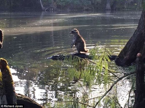アメリカ・フロリダ州で、ワニを移動手段にするアライグマが目撃される！！