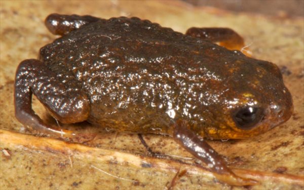 ブラジルの熱帯雨林でわずか1cmの新種カエル(コガネガエル科)7種発見！！