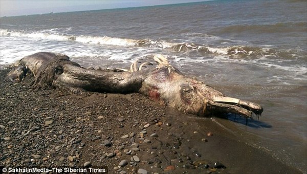 毛皮をもったイルカ！？　謎の生物の死骸がロシアの海岸に打ち上げられる！