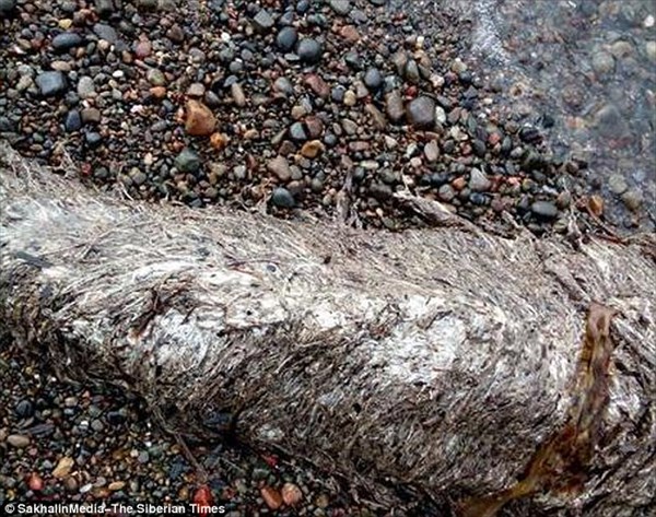 毛皮をもったイルカ！？　謎の生物の死骸がロシアの海岸に打ち上げられる！