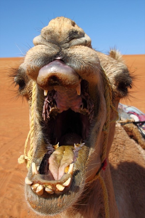 ラクダの口の中が、結構エグい！！　そして時々、口から内臓を出す!?