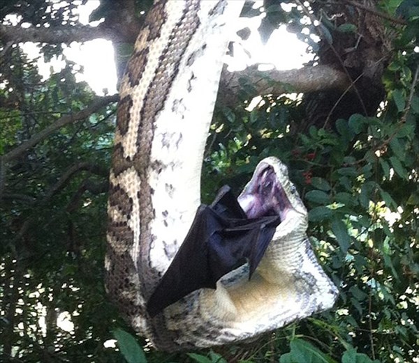 自宅裏庭で、木にぶら下がる大蛇が大きなコウモリを捕食！住民が撮影！！