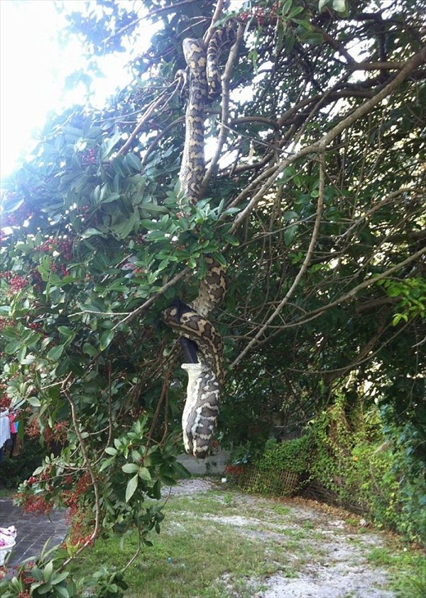 自宅裏庭で、木にぶら下がる大蛇が大きなコウモリを捕食！住民が撮影！！
