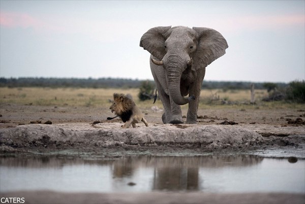うっかりライオン　水を飲みに来たゾウに気づかず、危うく踏まれかける