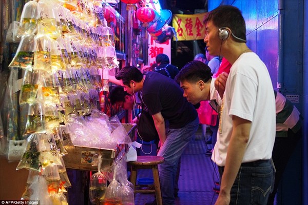 袋詰め！過剰飼育！　中国香港の金魚市場がぎゅうぎゅう過ぎる！