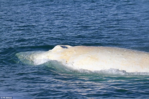 まさに白鯨！　ニュージーランド沖で今年もアルビノの白いクジラ発見！！