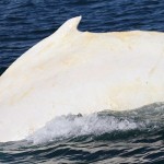まさに白鯨！　ニュージーランド沖で今年もアルビノの白いクジラ発見！！