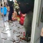 中国・上海の地下鉄車内で生きたウナギが大量に散乱する事件が発生！