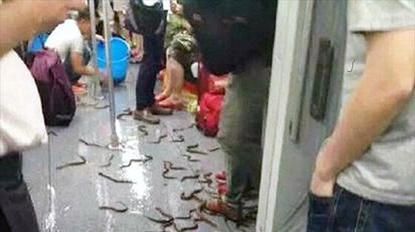 中国・上海の地下鉄車内で生きたウナギが大量に散乱する事件が発生！ 
