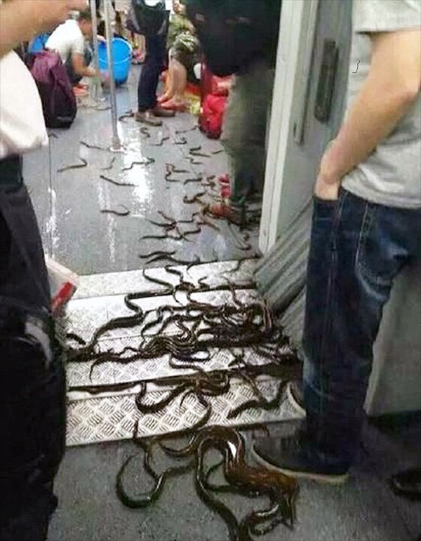 中国・上海の地下鉄車内で生きたウナギが大量に散乱する事件が発生！ 