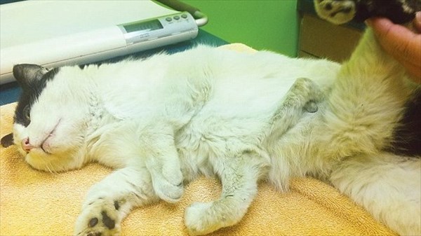 6本脚の野良猫ポーリー　善意の寄付で手術がおこなわれることに！