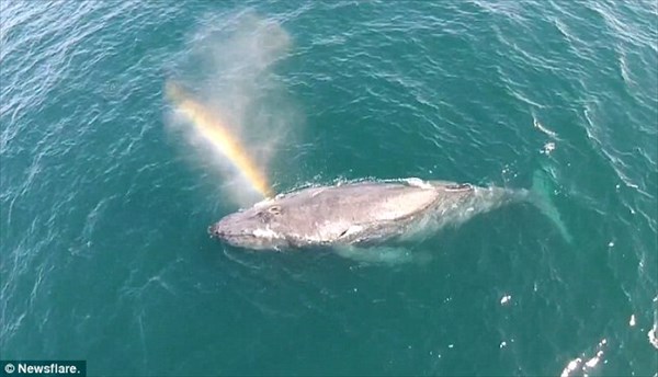 ドローンが撮影！　ザトウクジラの潮が7色の虹を作りだす！！