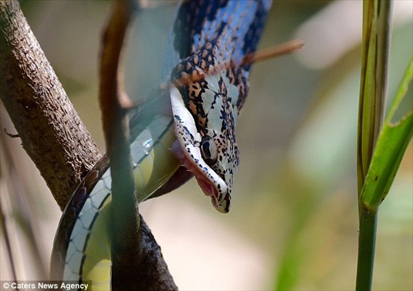 南アフリカで、ヘビがヘビを食べる。　1本丸飲みするのに1時間を費やす。