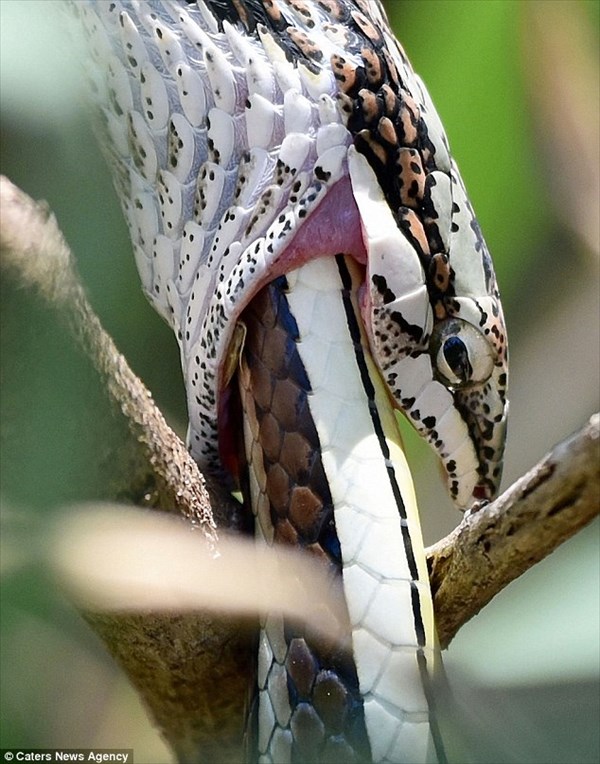 南アフリカで、ヘビがヘビを食べる。　1本丸飲みするのに1時間を費やす。