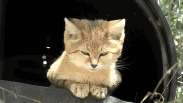 野生の猫なのに子猫程の大きさで臆病　大きな耳を持つスナネコが可愛い！！