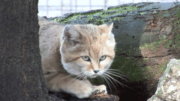 野生の猫なのに子猫程の大きさで臆病　大きな耳を持つスナネコが可愛い！！