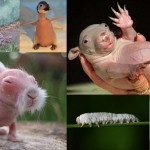 脱毛症や皮膚病、遺伝疾患など　様々な理由で体毛を失った20種の動物達！！