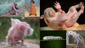 脱毛症や皮膚病、遺伝疾患など　様々な理由で体毛を失った18種の動物達！！