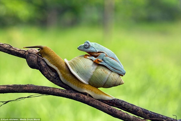 カタツムリをヒッチハイクし、移動手段にするカエル！！