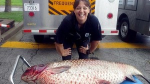 ミズーリ州の小さな排水溝から1.8メートルの巨大な鯉(ソウギョ)が見つかる