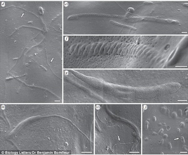 南極で発見！　化石化した5000万年前の世界最古の精子！！