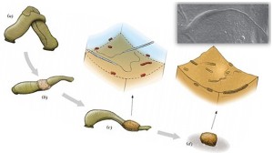 南極で発見！　化石化した5000万年前の世界最古の精子！！