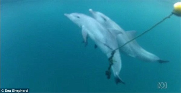 シーシェパードが公開！　サメ用のワナにかかった子イルカを助ける母イルカ！