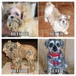 野良や虐待から救われた20匹の犬・・・　ビフォーアフター画像！